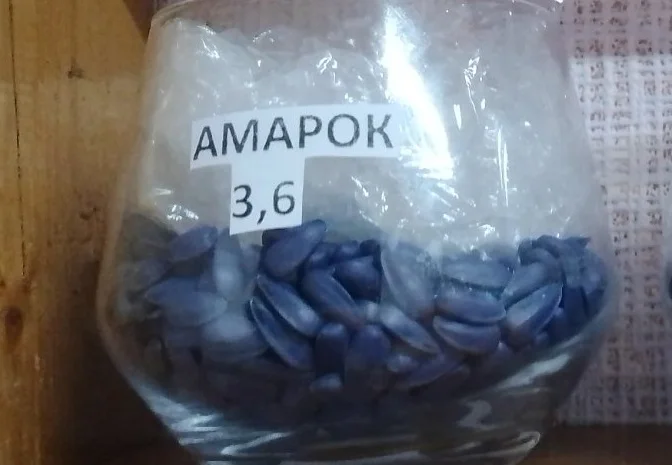 Соняшник Амарок під Гранстар- фото № 3