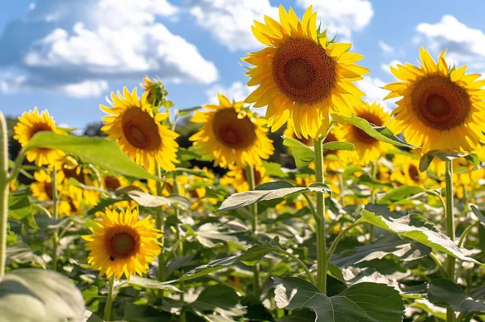 Соняшник Амарок- фото № 1