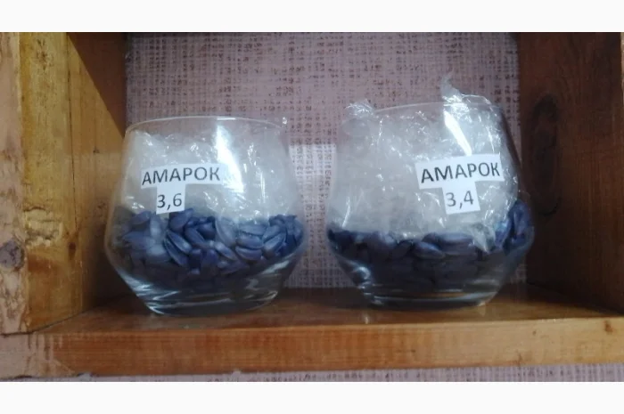 Соняшник Амарок- фото № 2