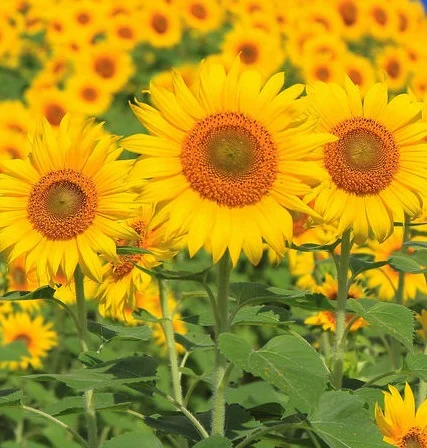 Соняшник Євро- фото № 1