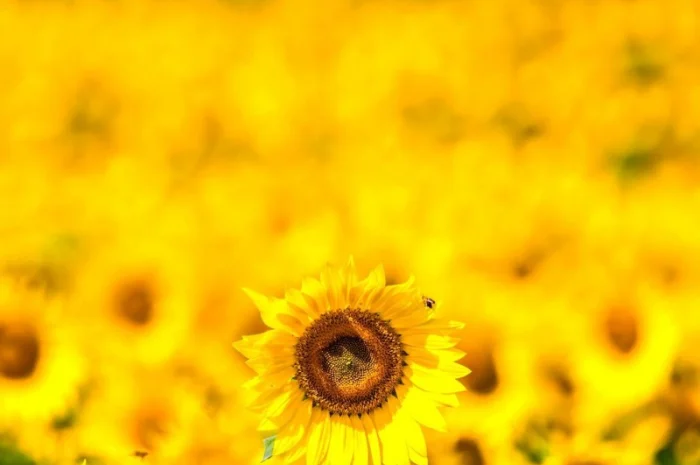 Соняшник Саксон- фото № 1