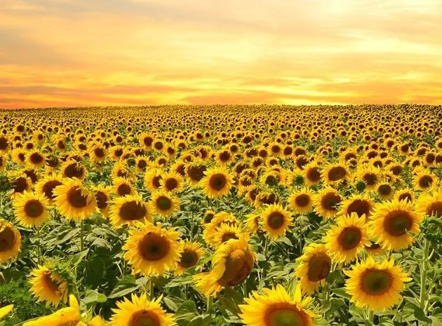 Соняшник Саксон ЕС- фото № 1