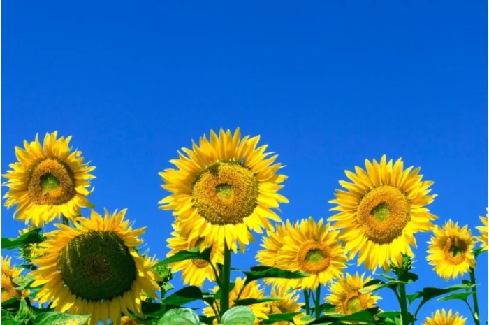 Соняшник Імпульс АР- фото № 1