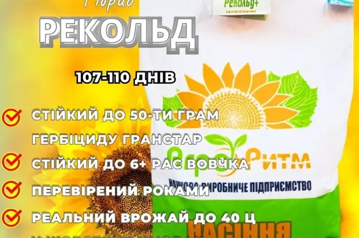 Соняшник Рекольд- фото № 1