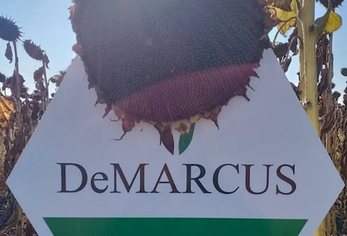 Соняшник Флокі- фото № 3