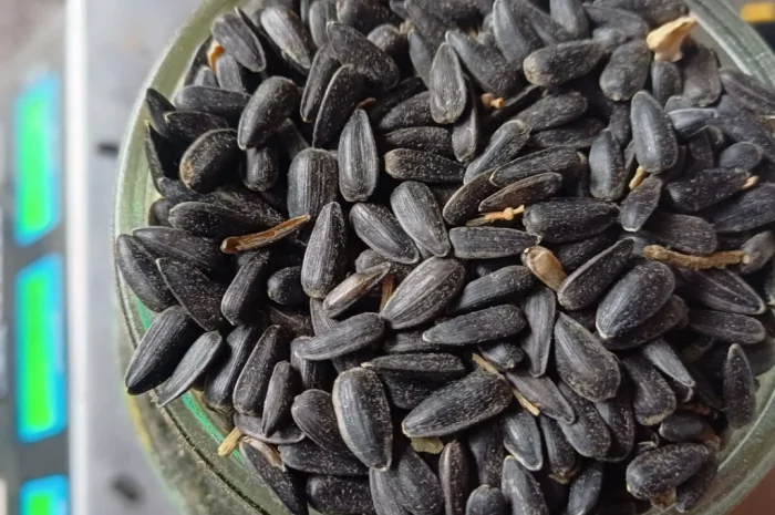 Продам сояшник- фото № 2