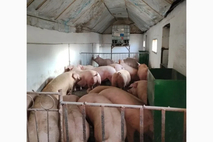 Продам свині з доставкою- фото № 1