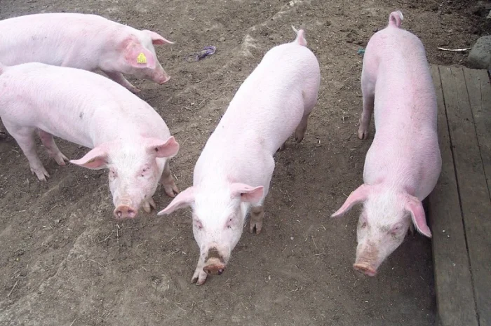 Закупаем свиней (живой вес)- фото № 1