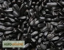 Куплю подсолнечник масличный- фото № 1