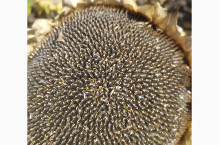 ЕС Цейлон СУ- фото № 1