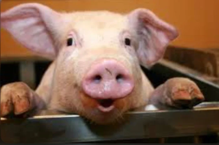 Дорого!!!закупаем у месного насиления свиней- фото № 1