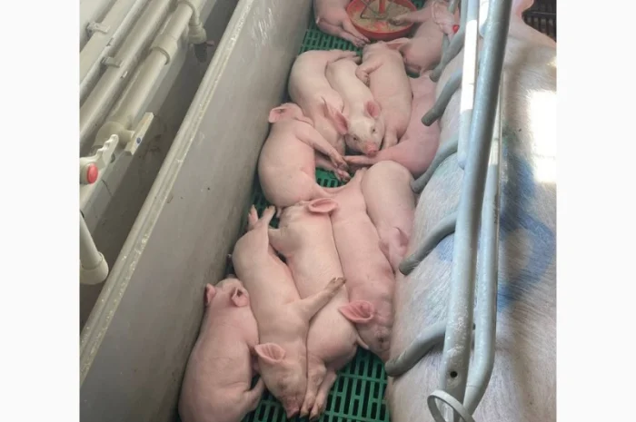 Продам свинок F1- фото № 1