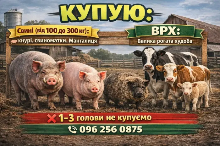 Куплю свині- фото № 1