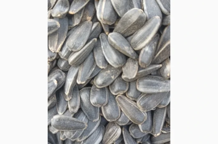 Продам кондитерський соняшник- фото № 2