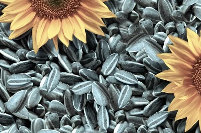 Закупаємо соняшник- фото № 1