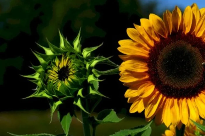 Закуповуємо соняшник ОПТ ДОРОГО- фото № 1