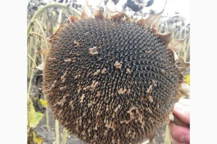 Семена подсолнечника Жалон- фото № 1