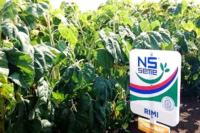 Семена подсолнечника "Рими"."Нови Сад". под Евролайтинг- фото № 1