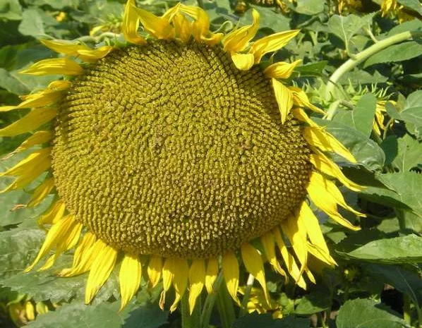 Семена подсолнечника "Рими"."Нови Сад". под Евролайтинг- фото № 2