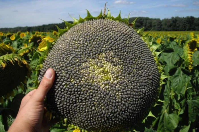 Семена подсолнечника "Рими"."Нови Сад". под Евролайтинг- фото № 3