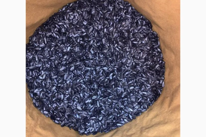 Насіння соняшнику для пересіву чи пожнивних посівів- фото № 1