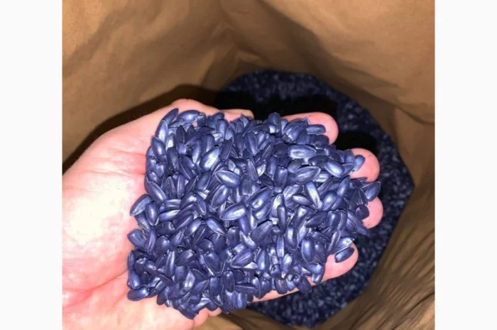 Насіння соняшнику для пересіву чи пожнивних посівів- фото № 2