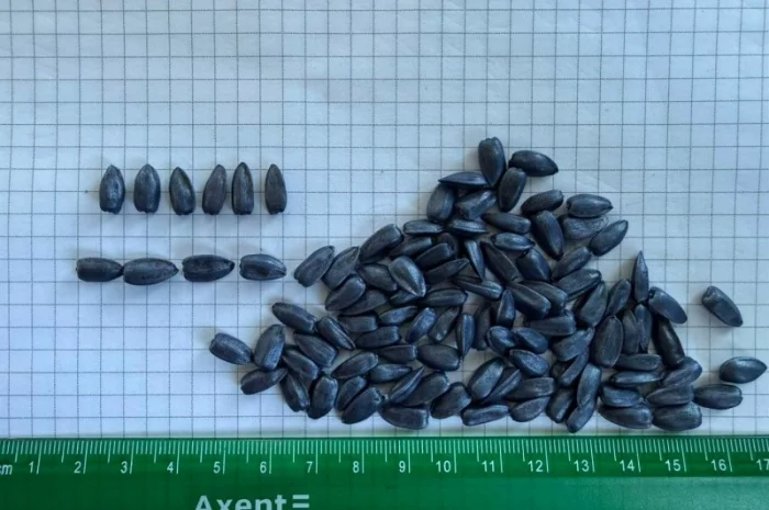 Насіння соняшнику для пересіву чи пожнивних посівів- фото № 3