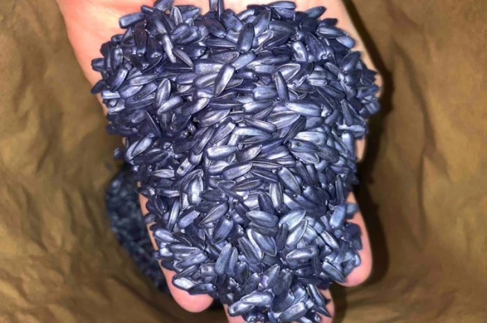 Насіння соняшнику для пересіву чи пожнивних посівів- фото № 4