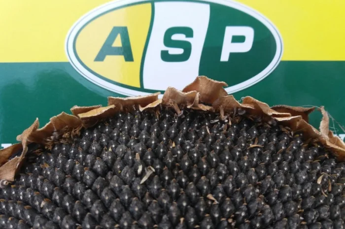 Семена подсолнечника стойкие к Заразихе- фото № 1