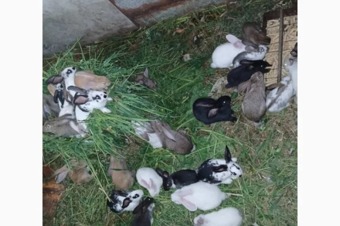 Продаются кролики живым весом- фото № 1