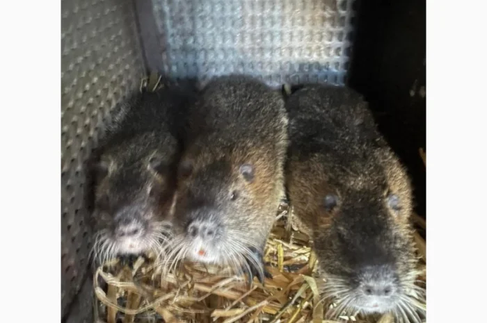 Продается молодняк нутрий- фото № 1