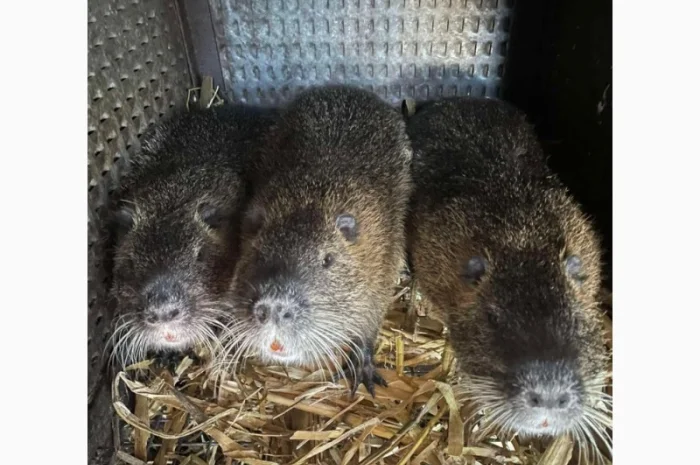 Продается молодняк нутрий- фото № 2