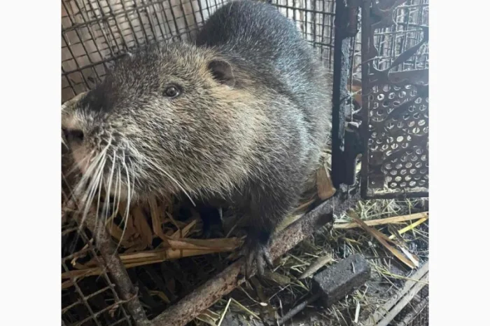 Продается молодняк нутрий- фото № 3