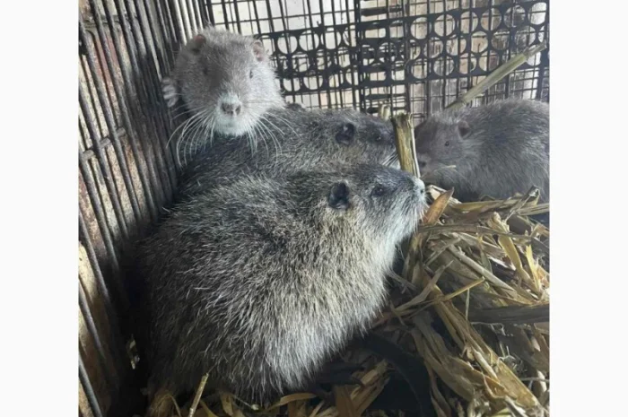 Продается молодняк нутрий- фото № 5
