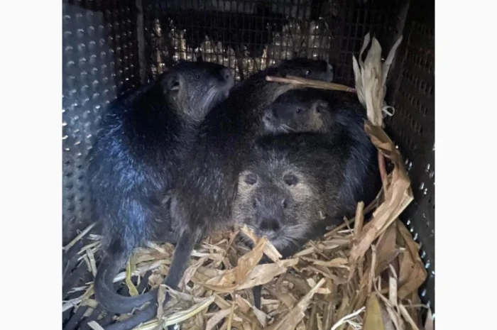 Продается молодняк нутрий- фото № 8