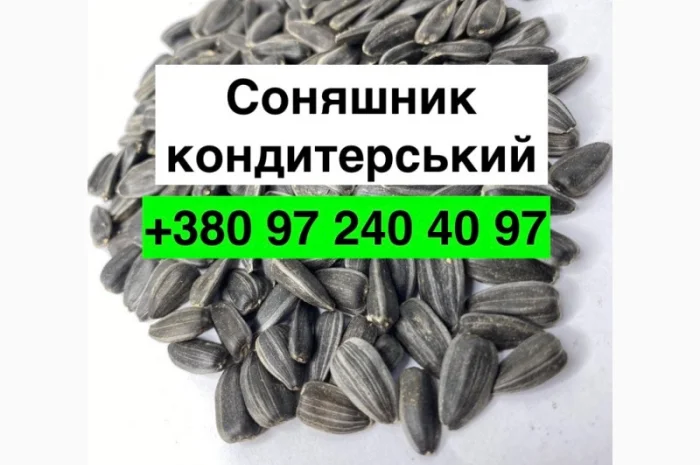 Продам насіння Соняшника кондитерського- фото № 1