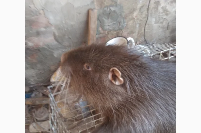 Продажа мяса нутрии - свежие туши от 2.7 до 4 кг- фото № 1