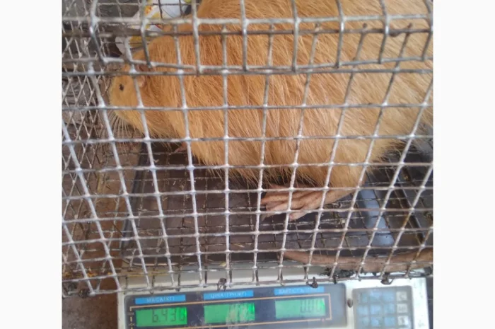 Продажа молоди нутрий- фото № 1