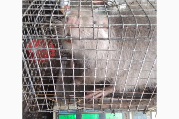 Продажа молоди нутрий- фото № 10