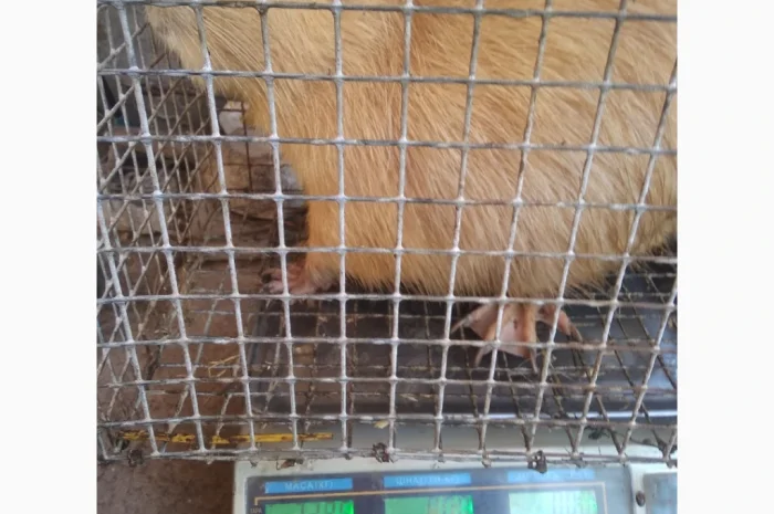 Продажа молоди нутрий- фото № 2