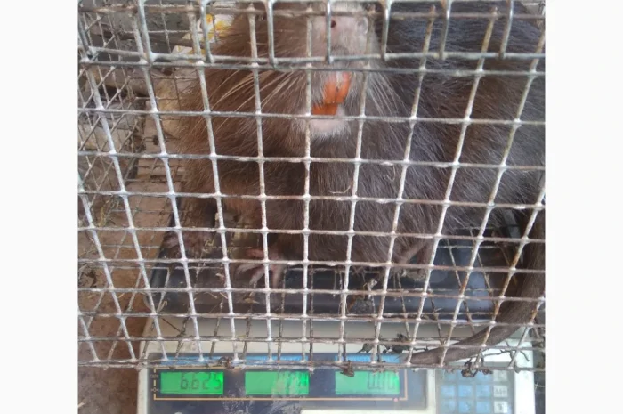 Продажа молоди нутрий- фото № 4