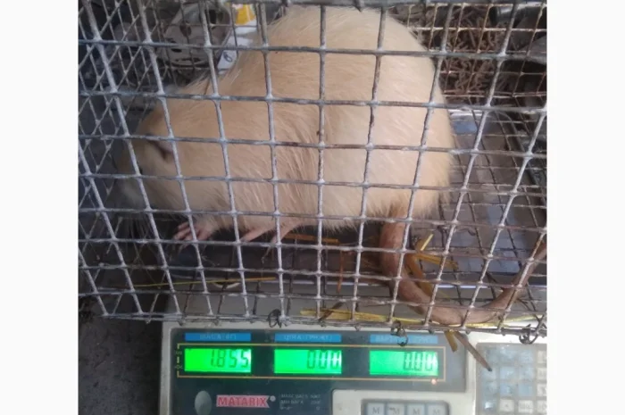 Продажа молоди нутрий- фото № 5