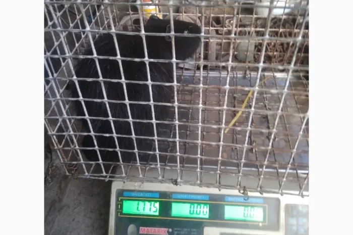 Продажа молоди нутрий- фото № 6