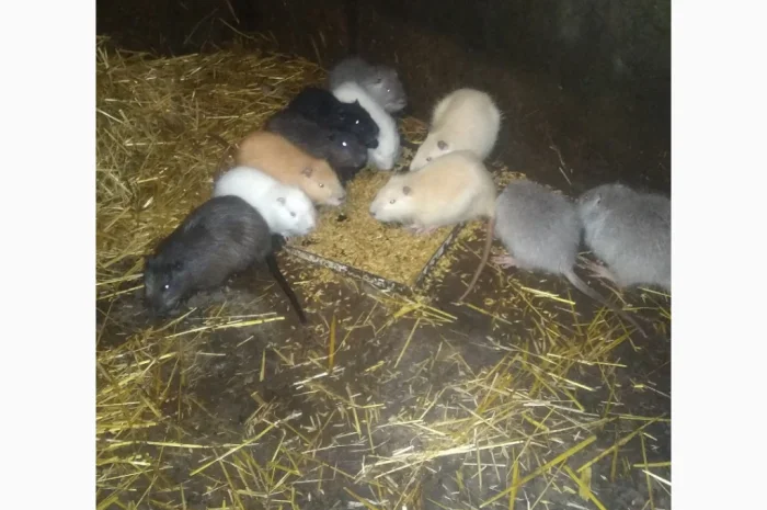 Продажа молоди нутрий- фото № 7