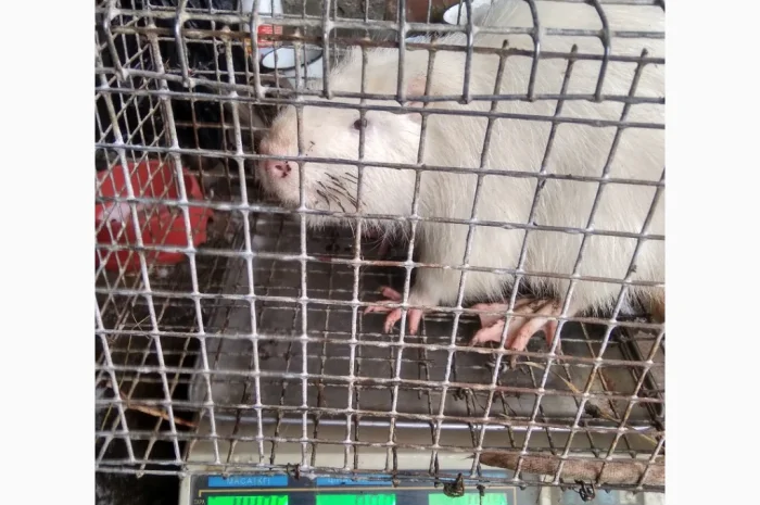 Продажа молоди нутрий- фото № 8