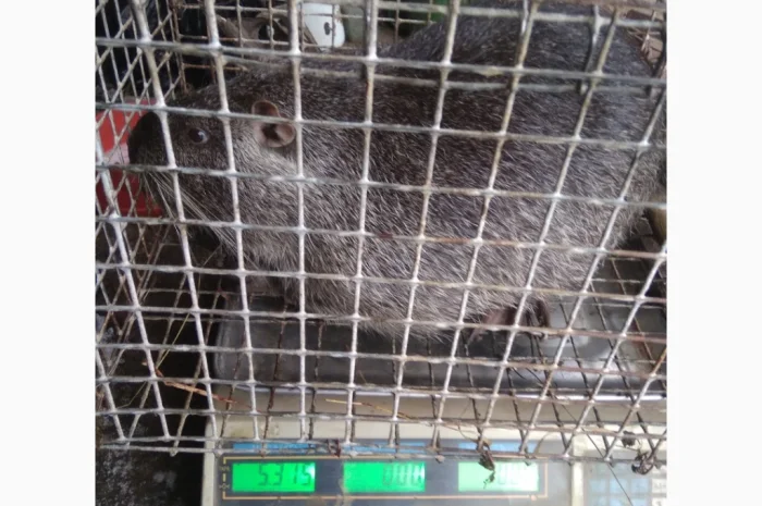 Продажа молоди нутрий- фото № 9