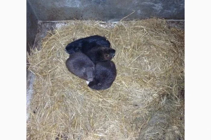 Продаются нутрии живым весом- фото № 1