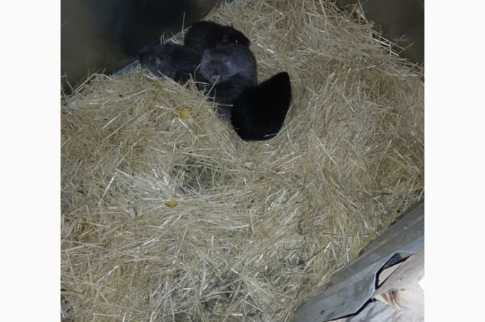 Продаются нутрии живым весом- фото № 2