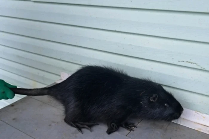 Пропонується нутрія канадська- фото № 1