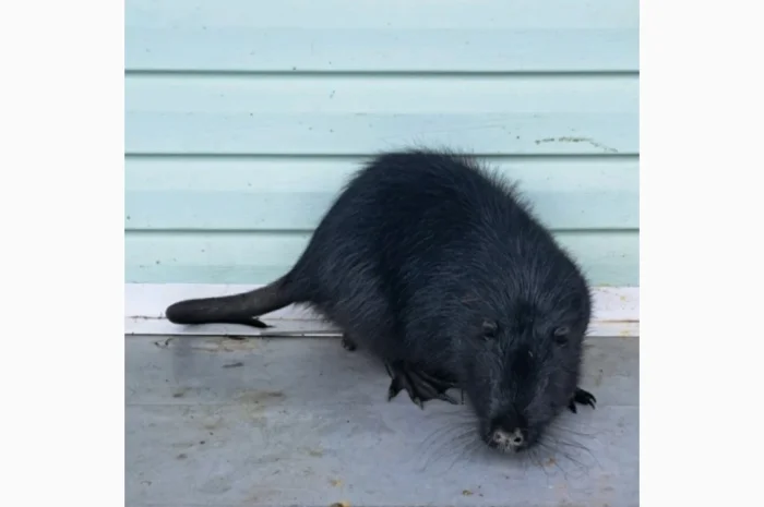 Пропонується нутрія канадська- фото № 2